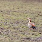 Nilgans ( Alopochen aegyptiaca)