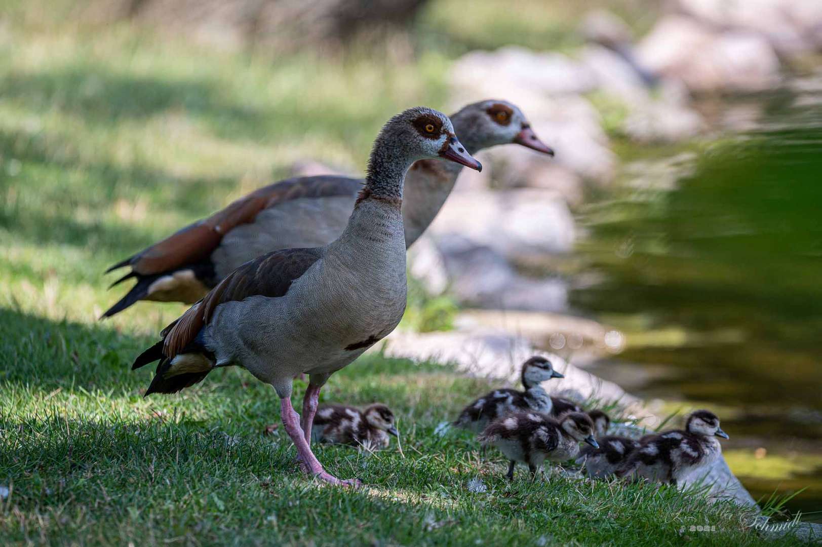 Nilgans (Alopochen aegyptiaca) 