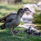 Nilgans (Alopochen aegyptiaca) 