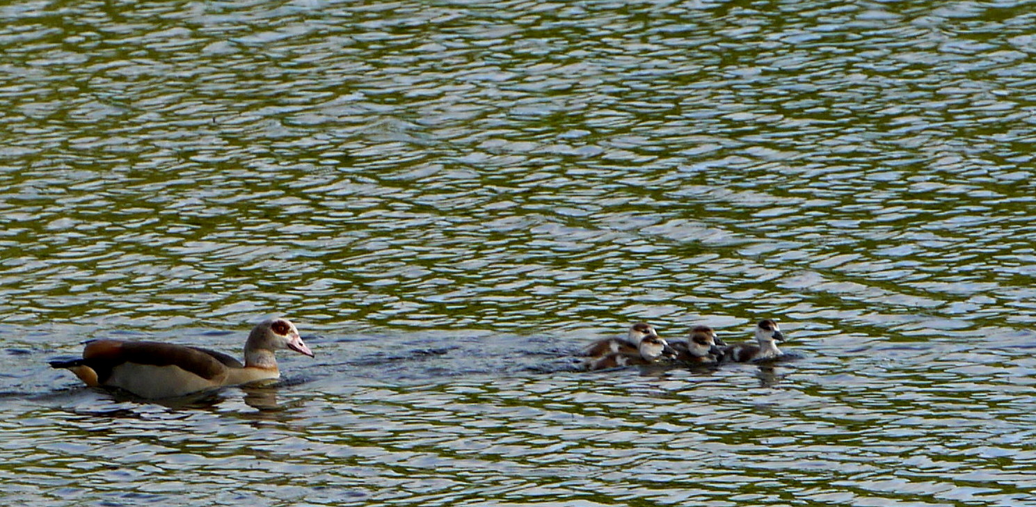 Nilgans (Alopochen aegyptiaca)...