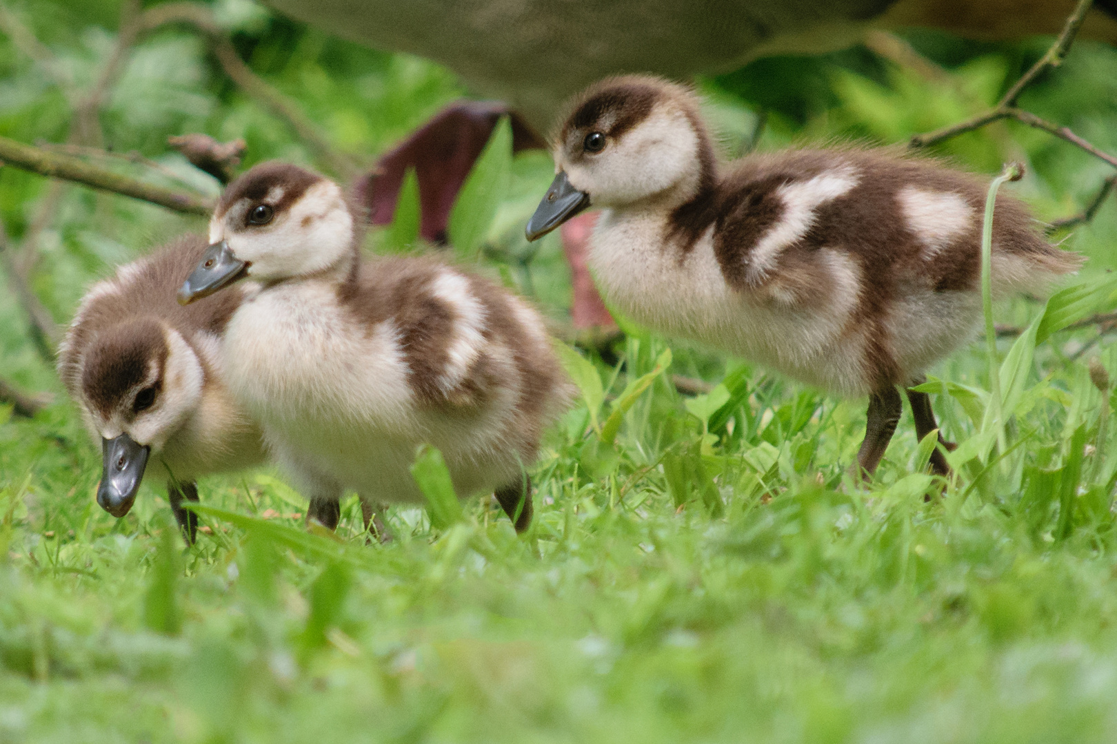 nilgans-alopochen-aegyptiaca-dunenkken_34120905533_o