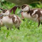 nilgans-alopochen-aegyptiaca-dunenkken_34120905533_o