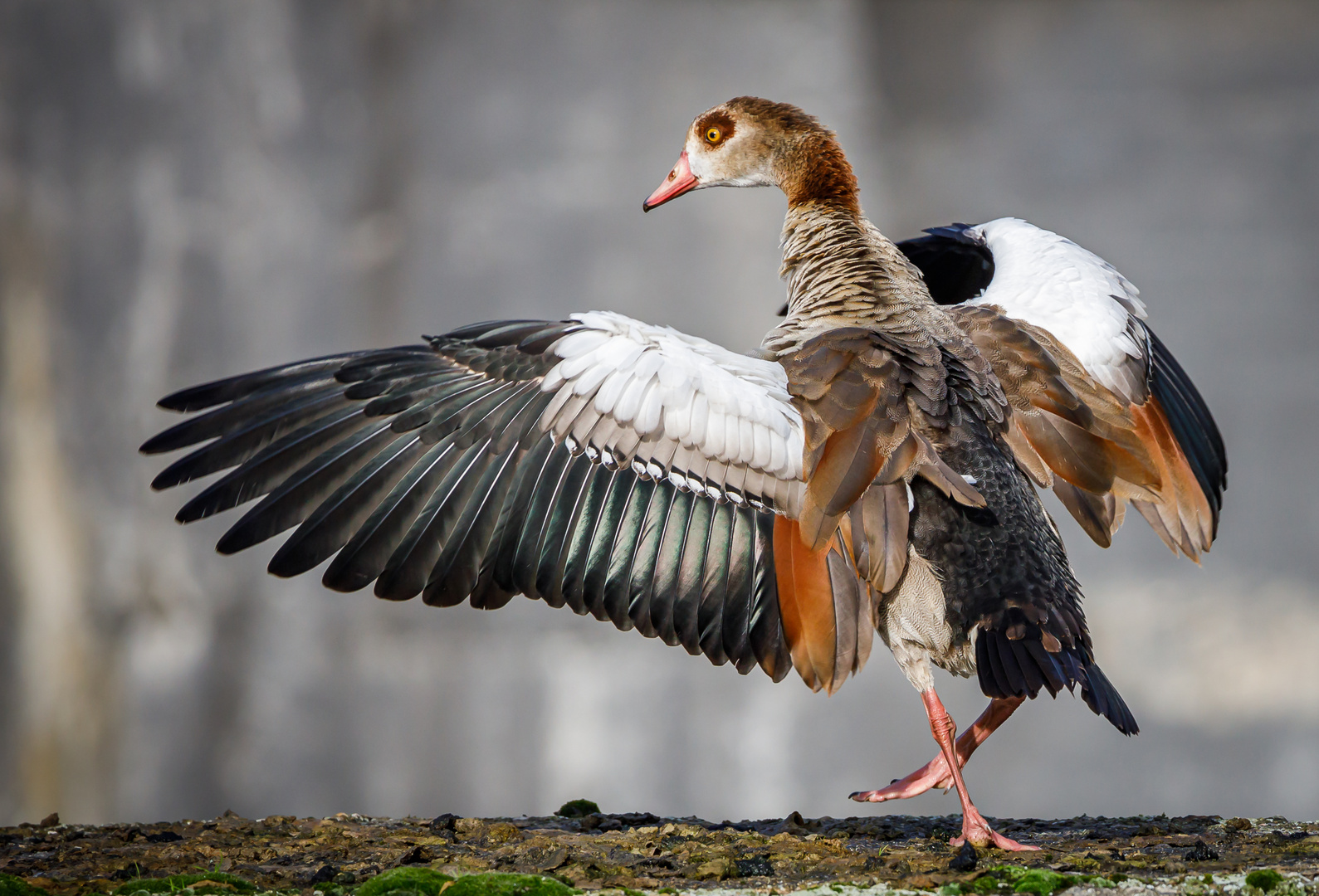 Nilgans (Alopochen aegyptiaca) 