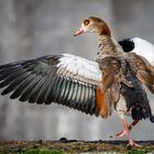 Nilgans (Alopochen aegyptiaca) 