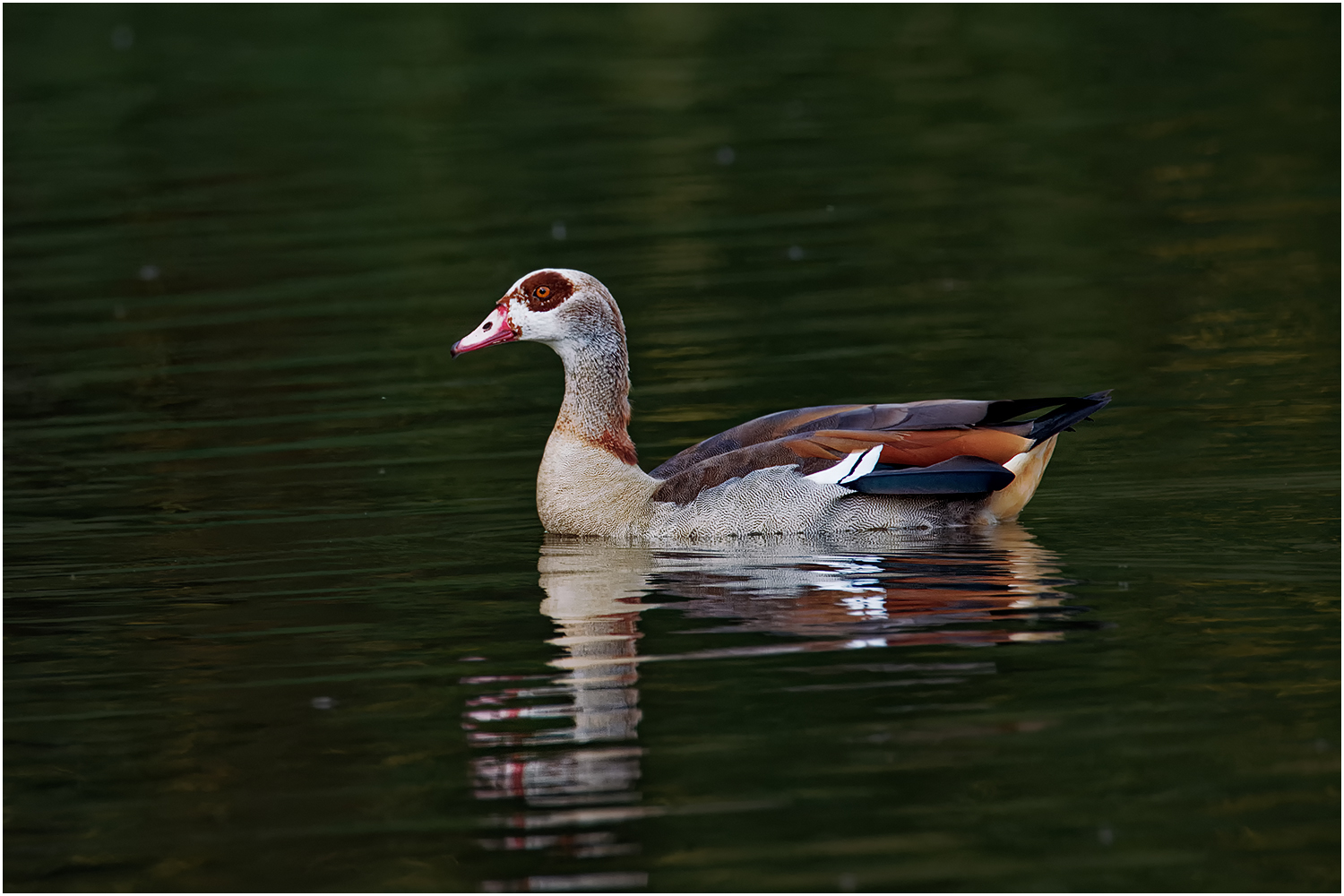 Nilgans (Alopochen aegyptiaca)