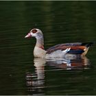 Nilgans (Alopochen aegyptiaca)