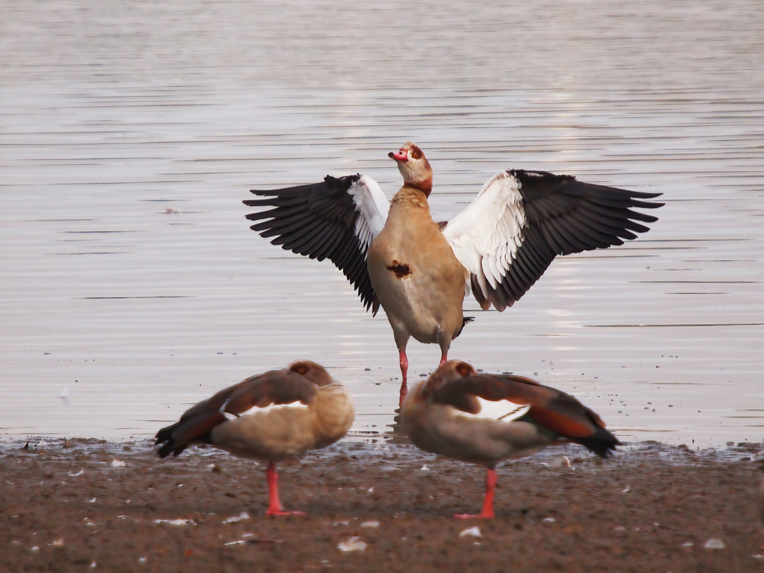 Nilgans (Alopochen aegyptiaca)