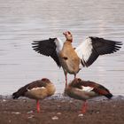 Nilgans (Alopochen aegyptiaca)