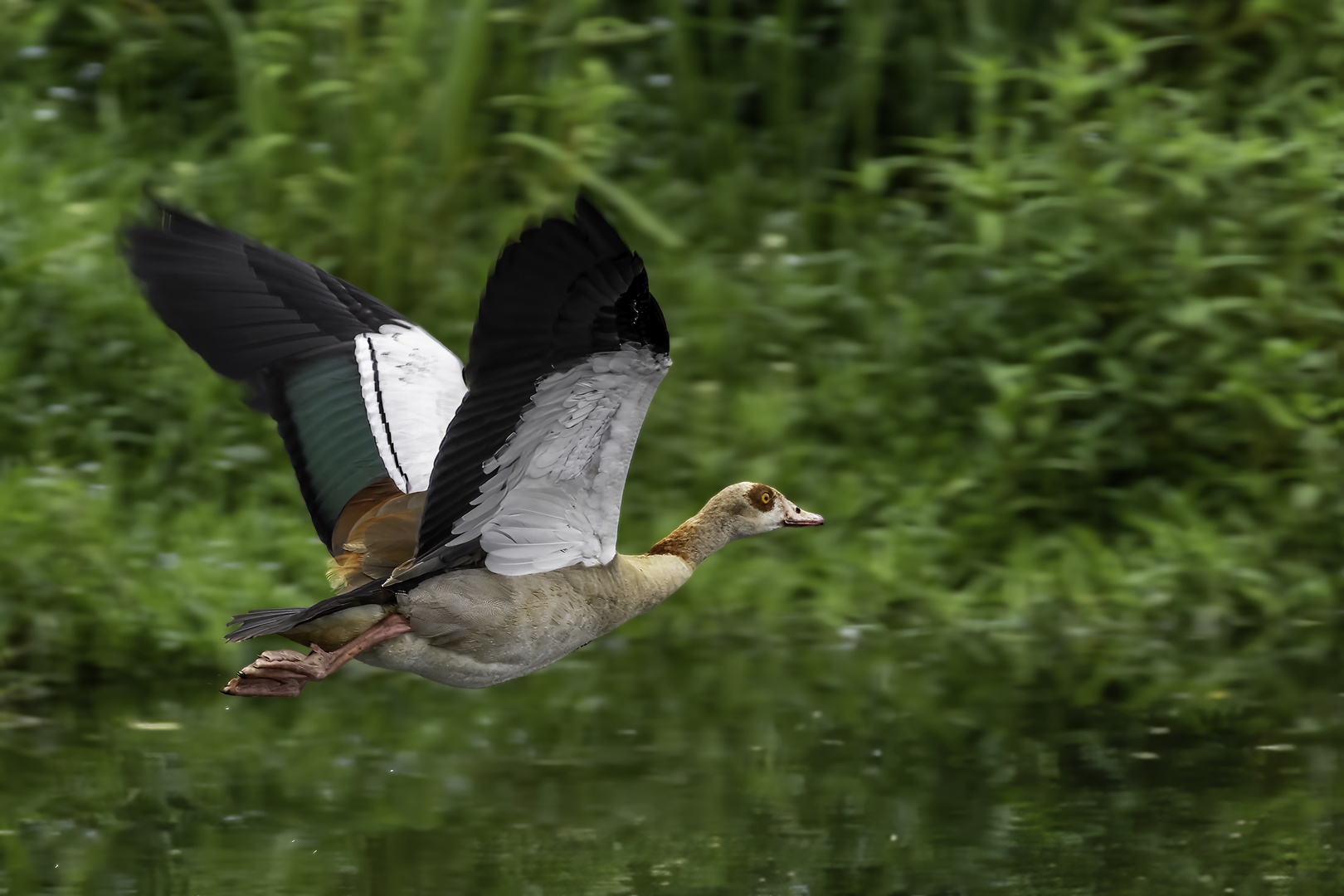 Nilgans (Alopochen aegyptiaca) 