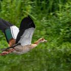 Nilgans (Alopochen aegyptiaca) 