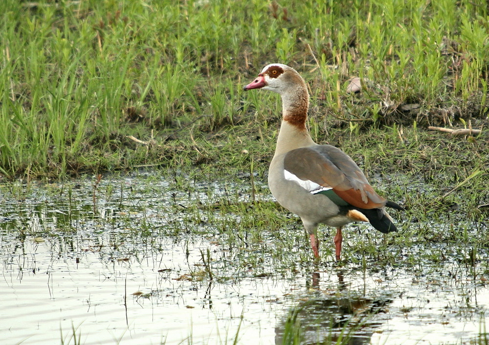 Nilgans (Alopochen aegyptiaca)