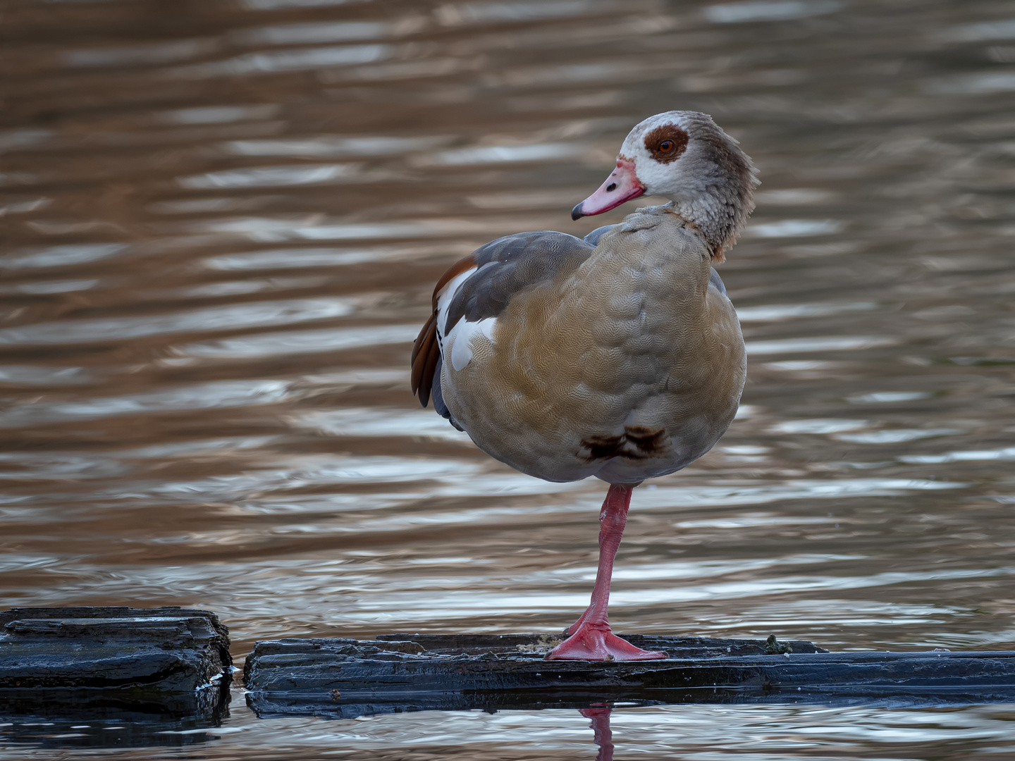  Nilgans (Alopochen aegyptiaca) 