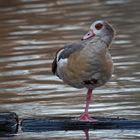  Nilgans (Alopochen aegyptiaca) 