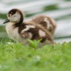 nilgans-alopochen-aegyptiaca_34799319491_o