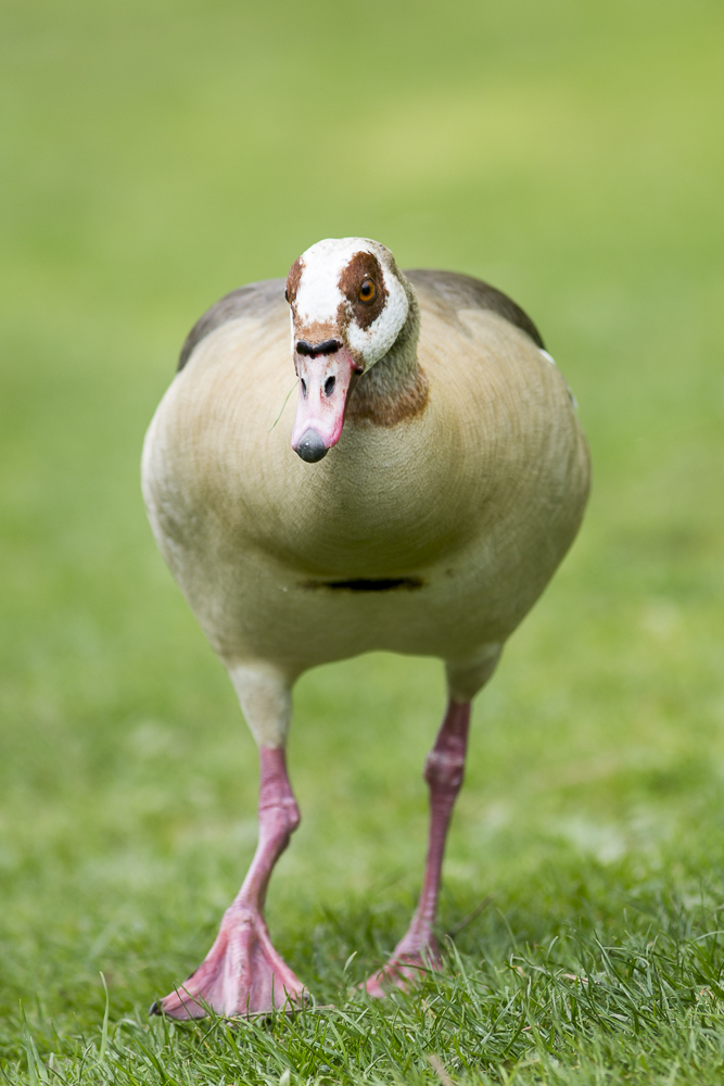 Nilgans (Alopochen aegyptiacus)