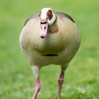 Nilgans (Alopochen aegyptiacus)