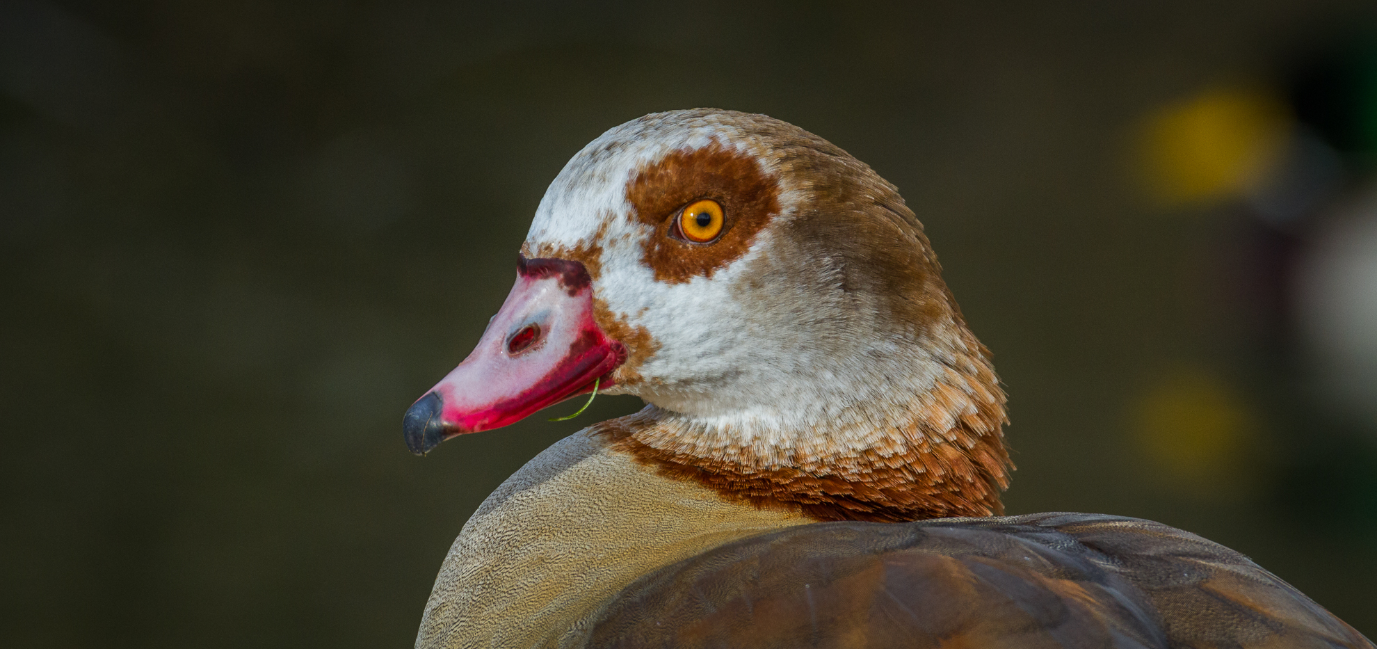 Nilgans (Alopochen aegyptiacus)