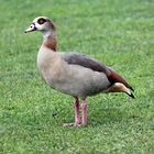 Nilgans -Alopochen aegyptiacus-  -1-