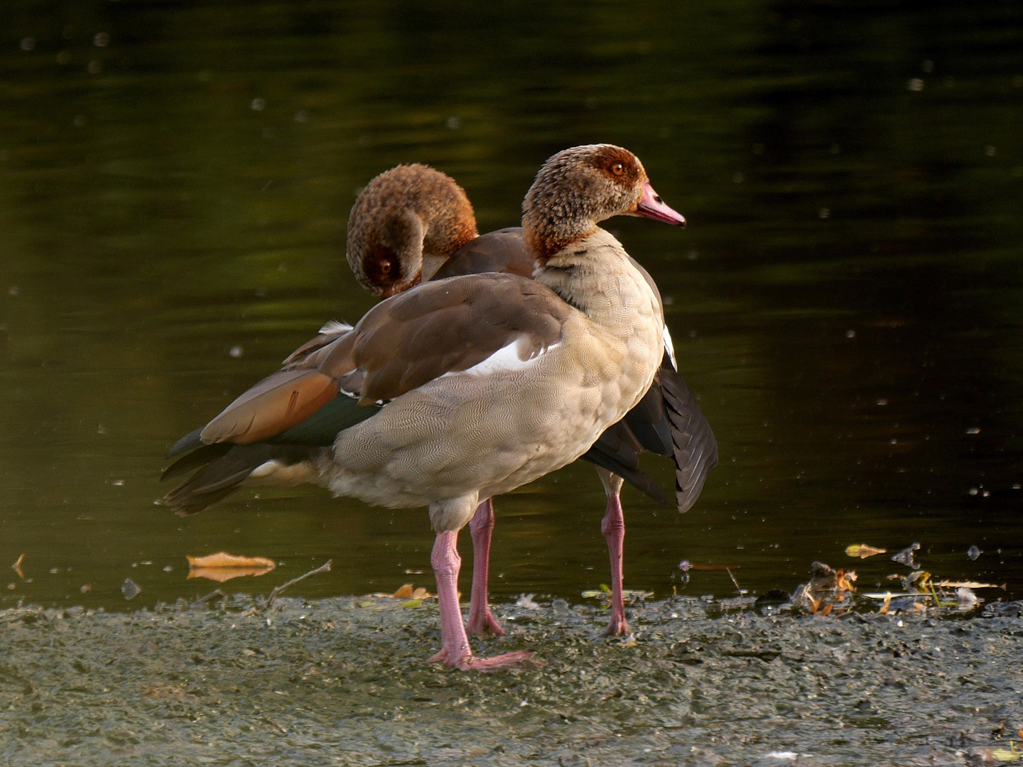 Nilgans (Alopochen aegyptiacus)