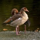 Nilgans (Alopochen aegyptiacus)