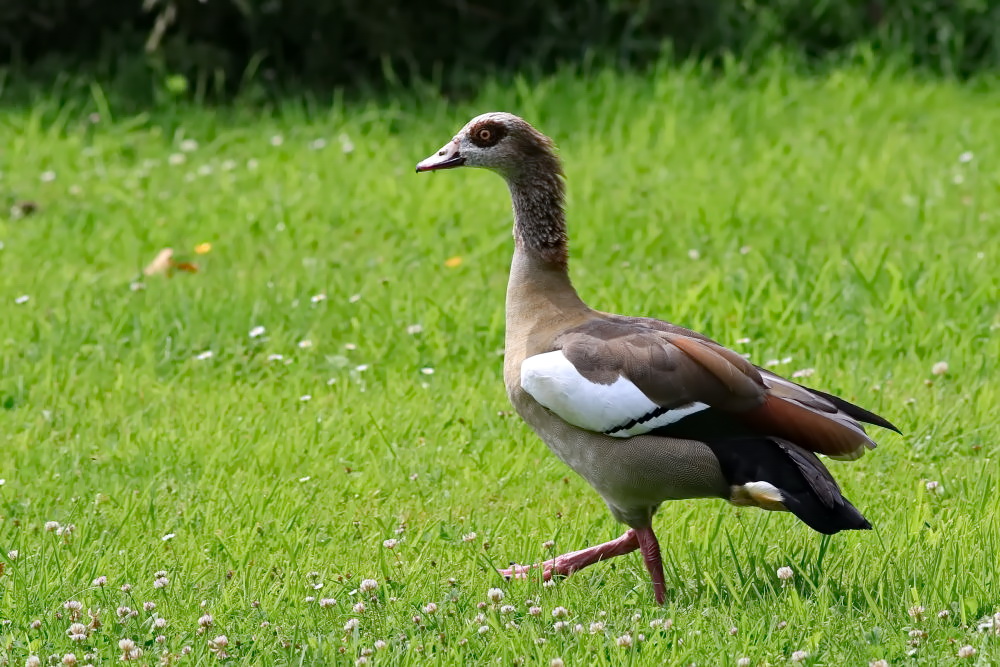 Nilgans [Alopochen aegyptiacus]