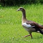 Nilgans [Alopochen aegyptiacus]