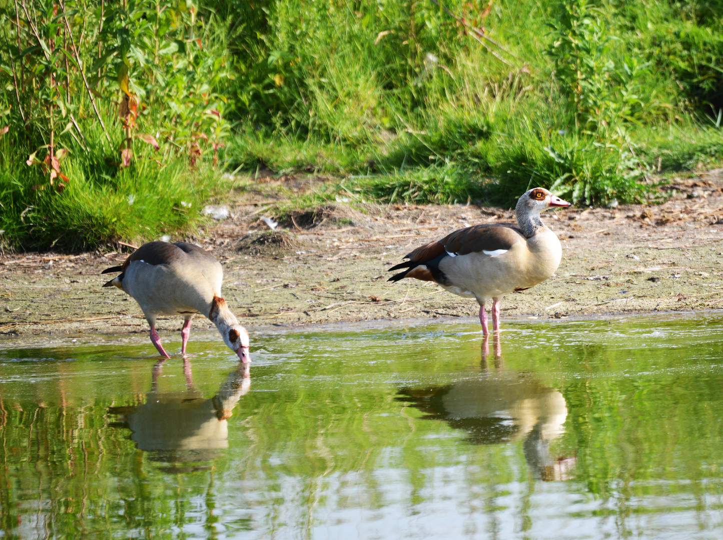 Nilgans (Alopochen aegyptiacus)