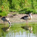 Nilgans (Alopochen aegyptiacus)