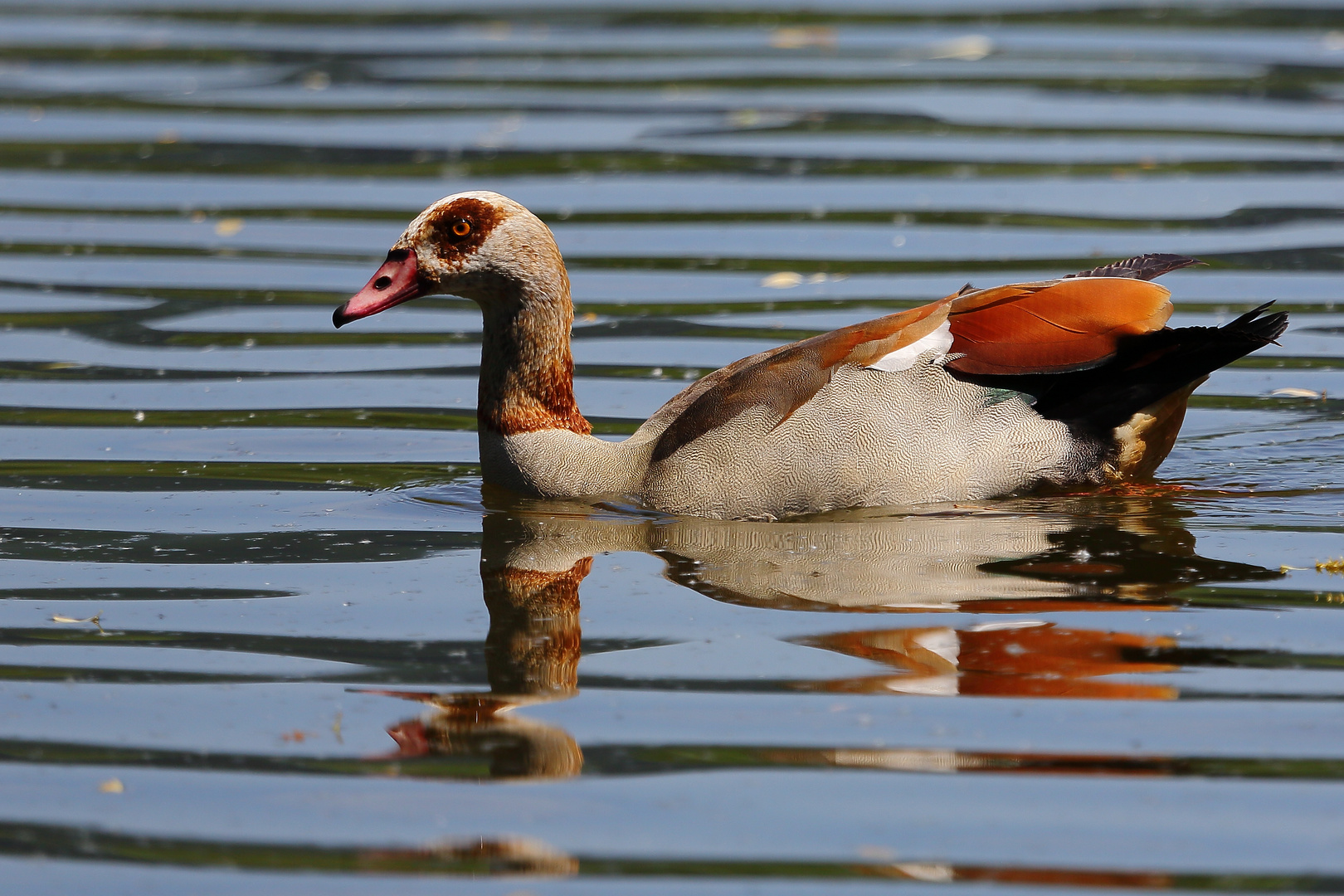 Nilgans (Alopochen aegyptiacus)