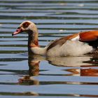 Nilgans (Alopochen aegyptiacus)