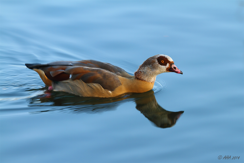 Nilgans (Alopochen aegyptiacus)