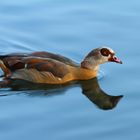 Nilgans (Alopochen aegyptiacus)