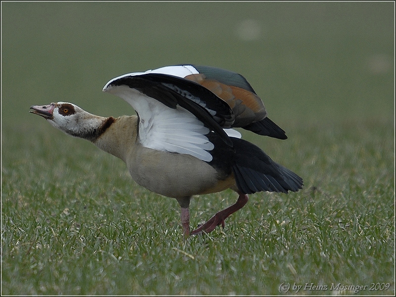 Nilgans (Alopochen aegyptiacus)