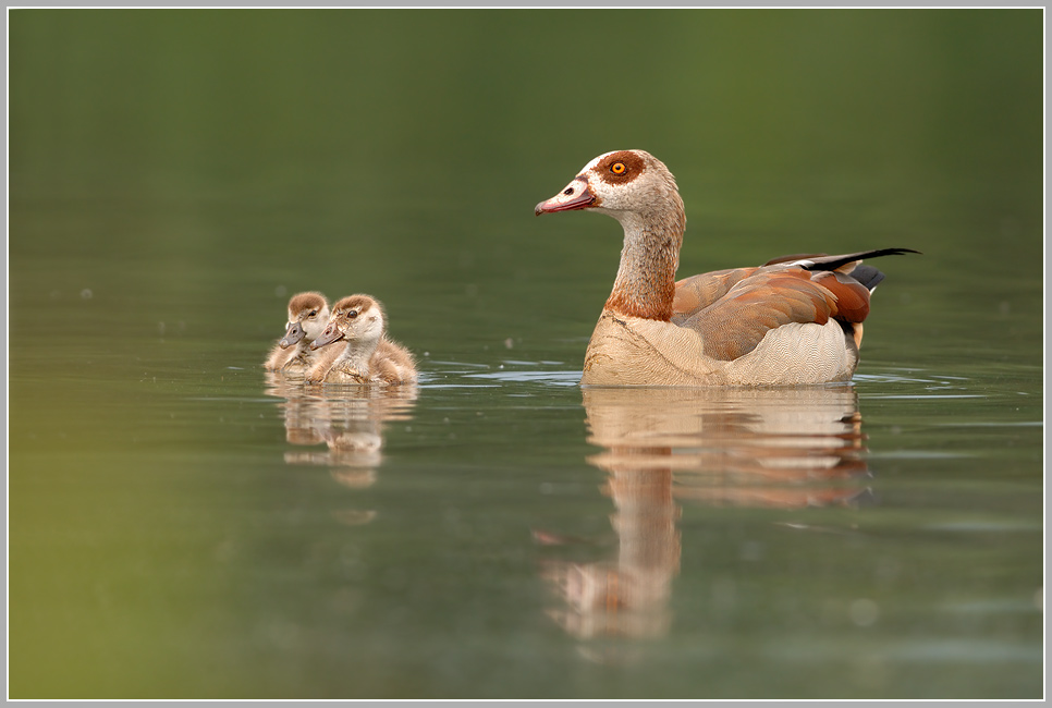 Nilgans (Alopochen aegyptiacus)