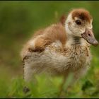 Nilgans (Alopochen aegyptiacus)