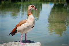 Nilgans (Alopochen aegyptiacus)