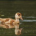 Nilgans (Alopochen aegyptiacus)