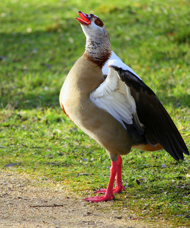 Nilgans (Alopochen aegyptiacus)