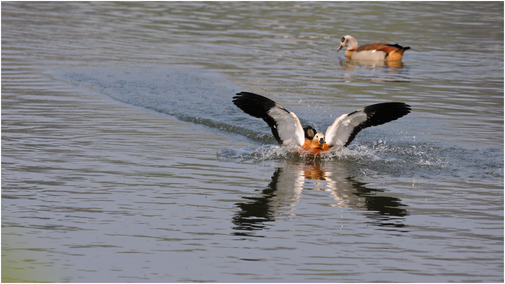 Nilgans (Alopochen aegyptiacus)