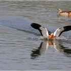 Nilgans (Alopochen aegyptiacus)