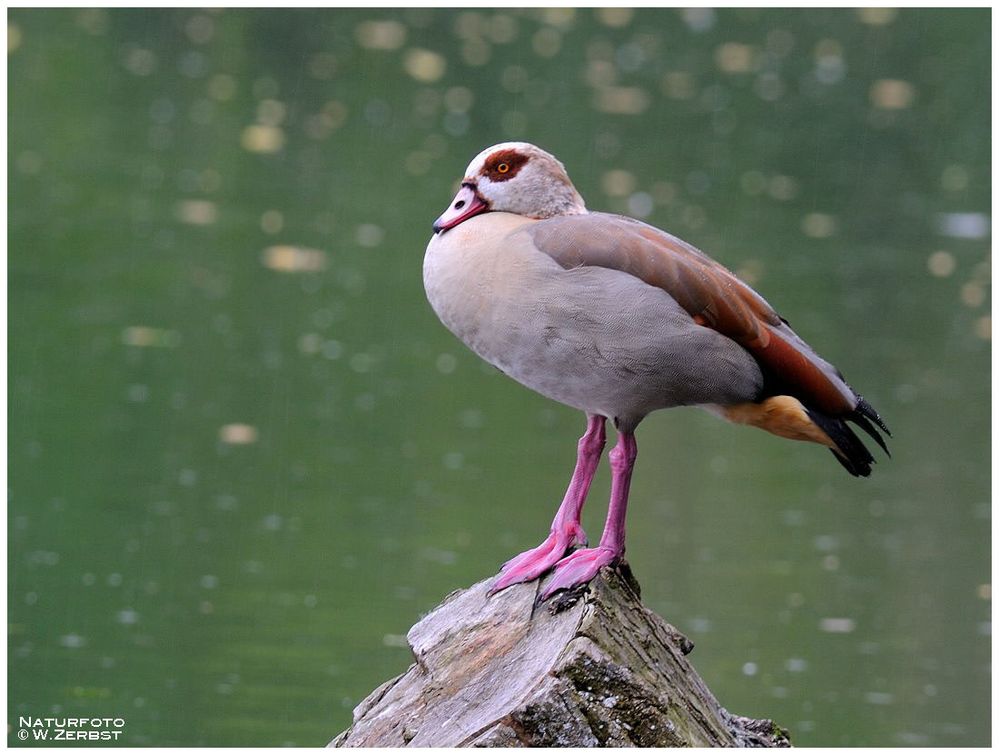 - Nilgans - ( Alopochen aegyptiacus )