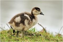 Nilgans (Alopochen aegyptiacus) I