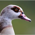 Nilgans (Alopochen aegyptiacus) III