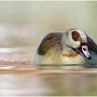 Nilgans (Alopochen aegyptiacus) IIII