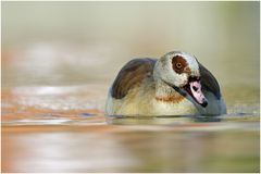 Nilgans (Alopochen aegyptiacus) IIII