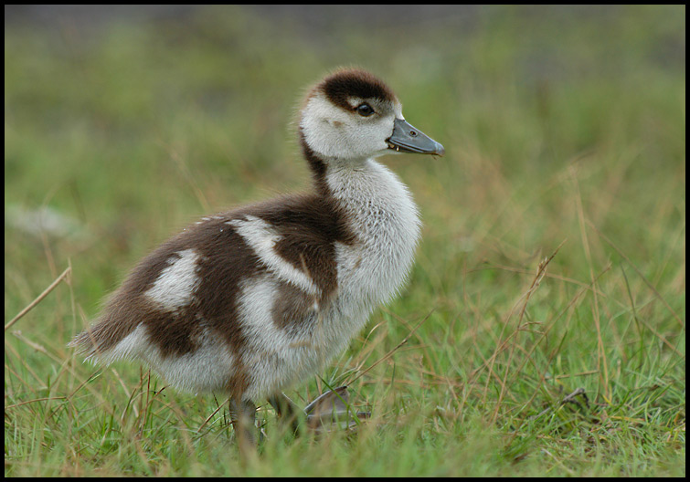 Nilgans (Alopochen aegyptiacus), Jungtier