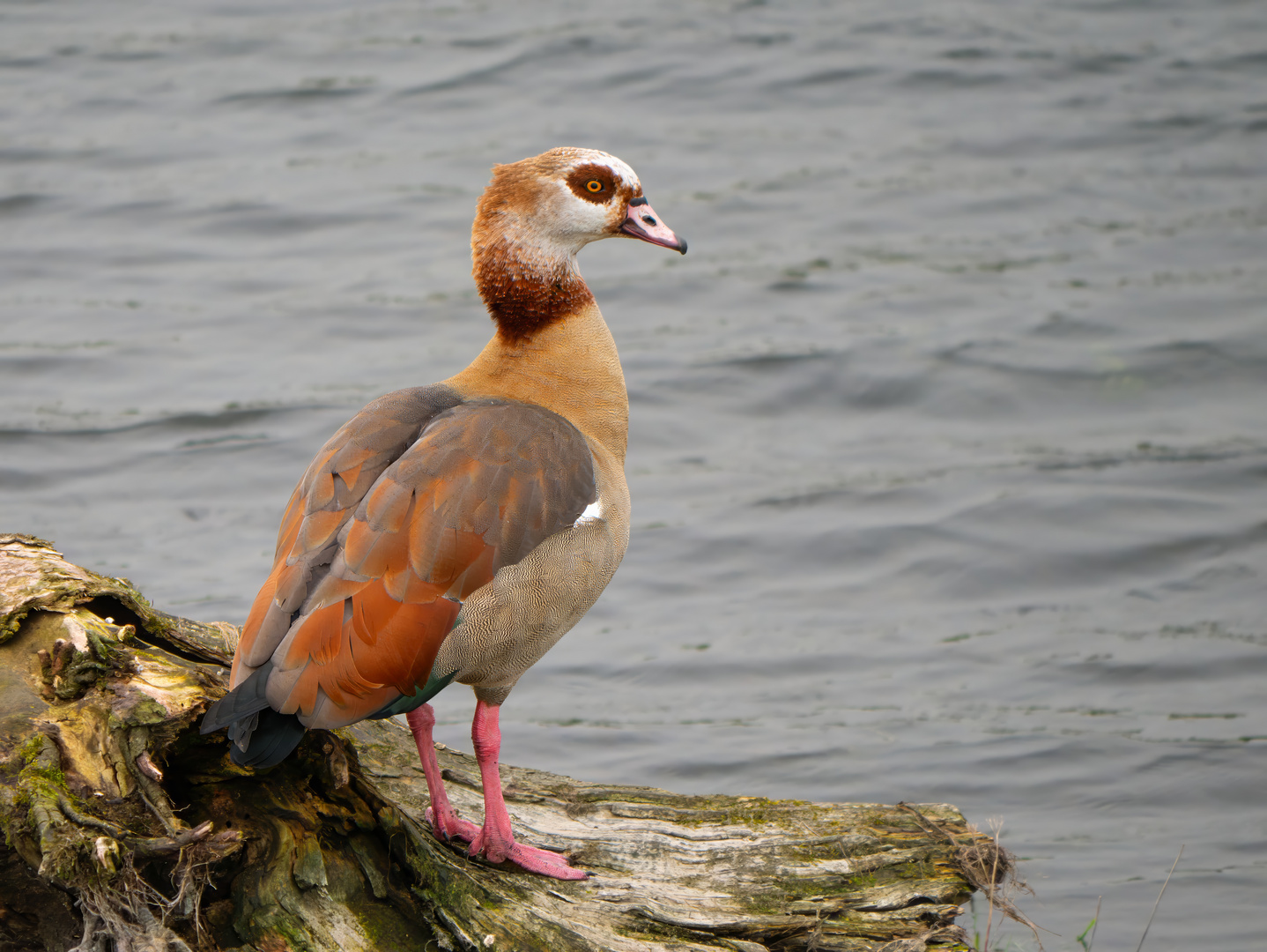 Nilgans (Alopochen aegyptica)