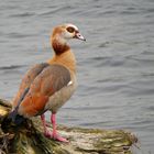 Nilgans (Alopochen aegyptica)