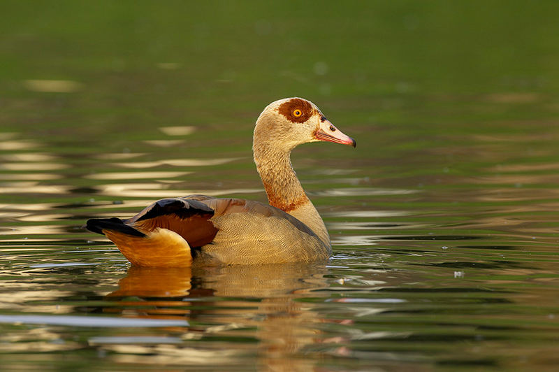 Nilgans (Alopochen agyptiacus)