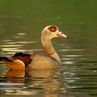 Nilgans (Alopochen agyptiacus)